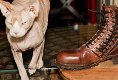 a hairless cat next to a custom leather boot