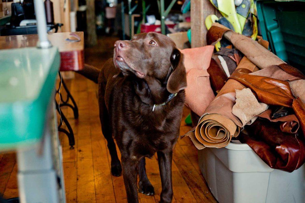 a brown dog in shoe warehouse